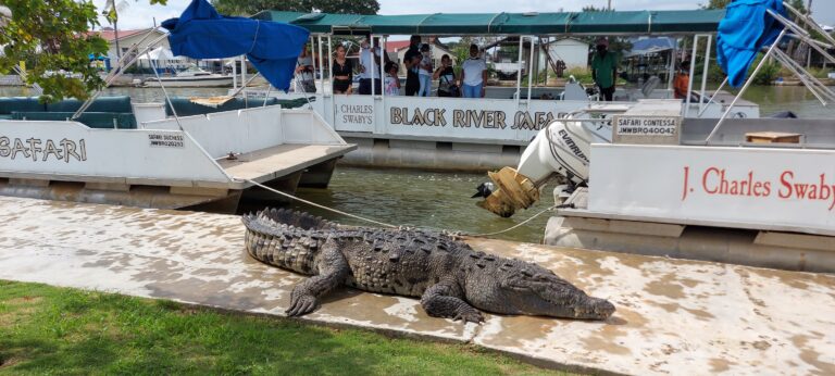 Visitors on a safari boat along Jamaica’s Black River spot a crocodile resting on a wall by the water.