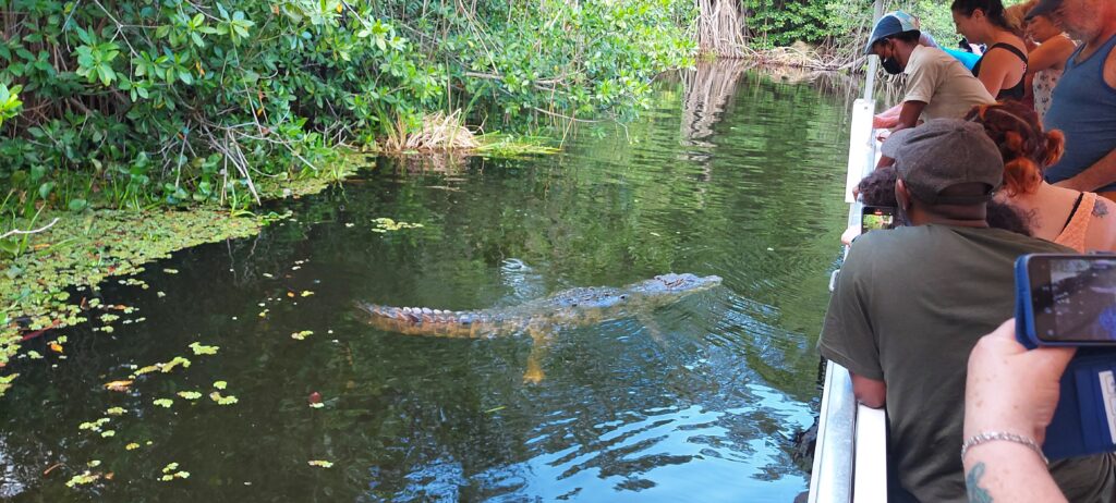 Tour boat on Jamaica’s Black River with visitors and a guide leaning over the side, watching a crocodile swim close to the boat.