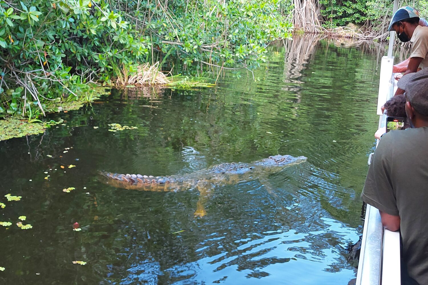 Tour boat on Jamaica’s Black River with visitors and a guide leaning over the side, watching a crocodile swim close to the boat.
