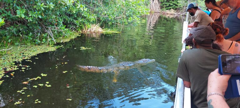 Tour boat on Jamaica’s Black River with visitors and a guide leaning over the side, watching a crocodile swim close to the boat.