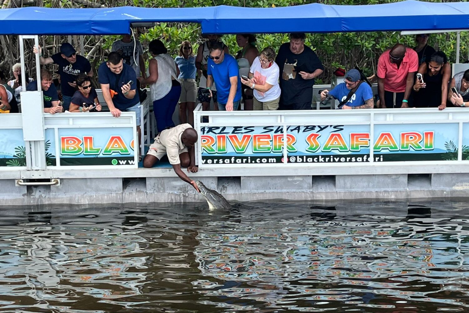 A boat carrying visitors on the Black River Safari tour is stopped as the tour guide opens a gate and pets a crocodile.
