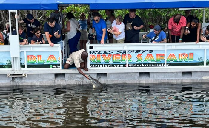 A boat carrying visitors on the Black River Safari tour is stopped as the tour guide opens a gate and pets a crocodile.