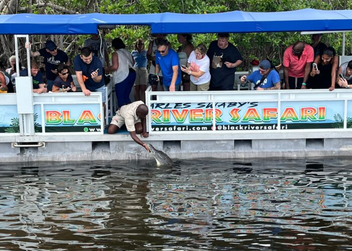 A boat carrying visitors on the Black River Safari tour is stopped as the tour guide opens a gate and pets a crocodile.