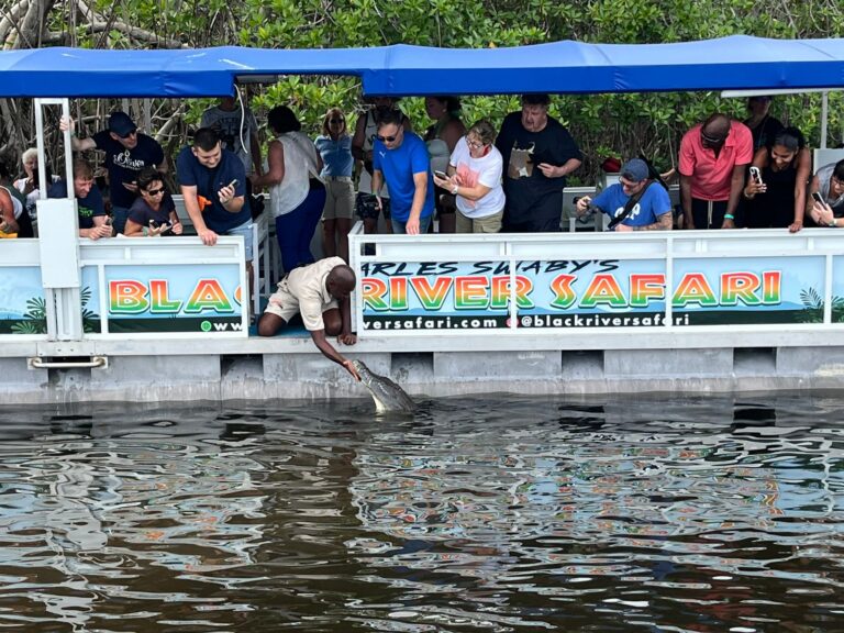 A boat carrying visitors on the Black River Safari tour is stopped as the tour guide opens a gate and pets a crocodile.