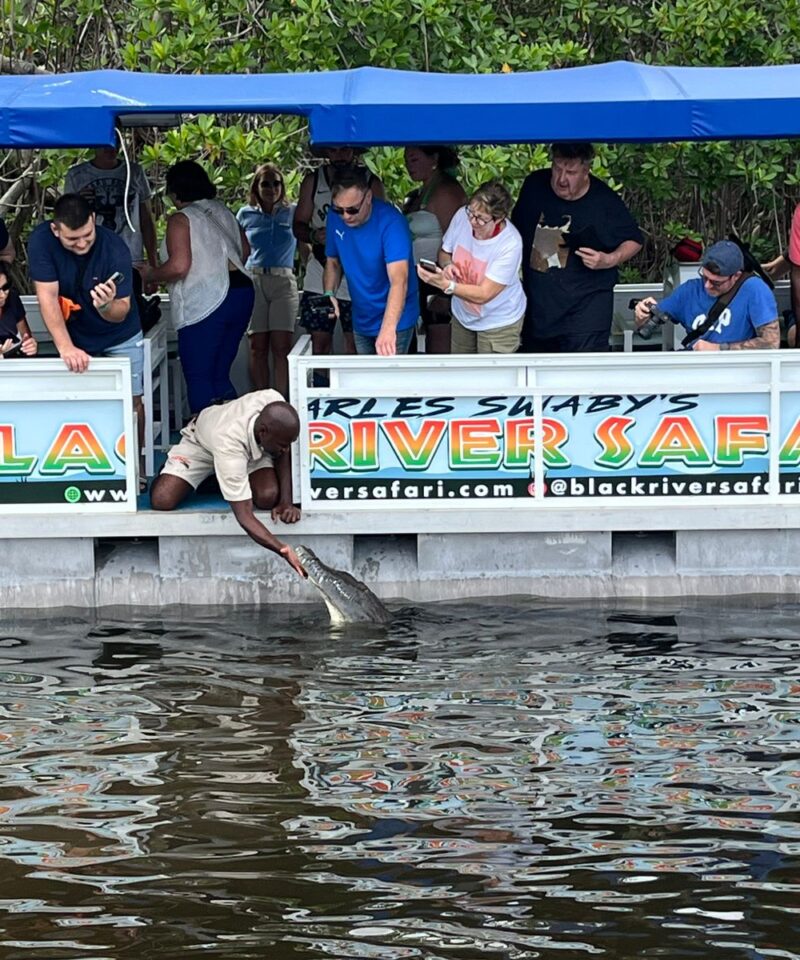 A boat carrying visitors on the Black River Safari tour is stopped as the tour guide opens a gate and pets a crocodile.