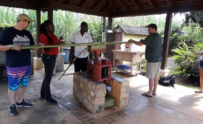 Two visitors stand at each end of a manual sugarcane mill at Appleton Estate, gripping the handles as they prepare to turn the rollers. A staff member feeds long, green stalks of sugarcane into the mill, while a tour guide gives lively instructions. The creaking sound of the mill, the sight of fresh juice dripping from the cane, and the earthy scent of crushed stalks fill the air as visitors watch and listen.