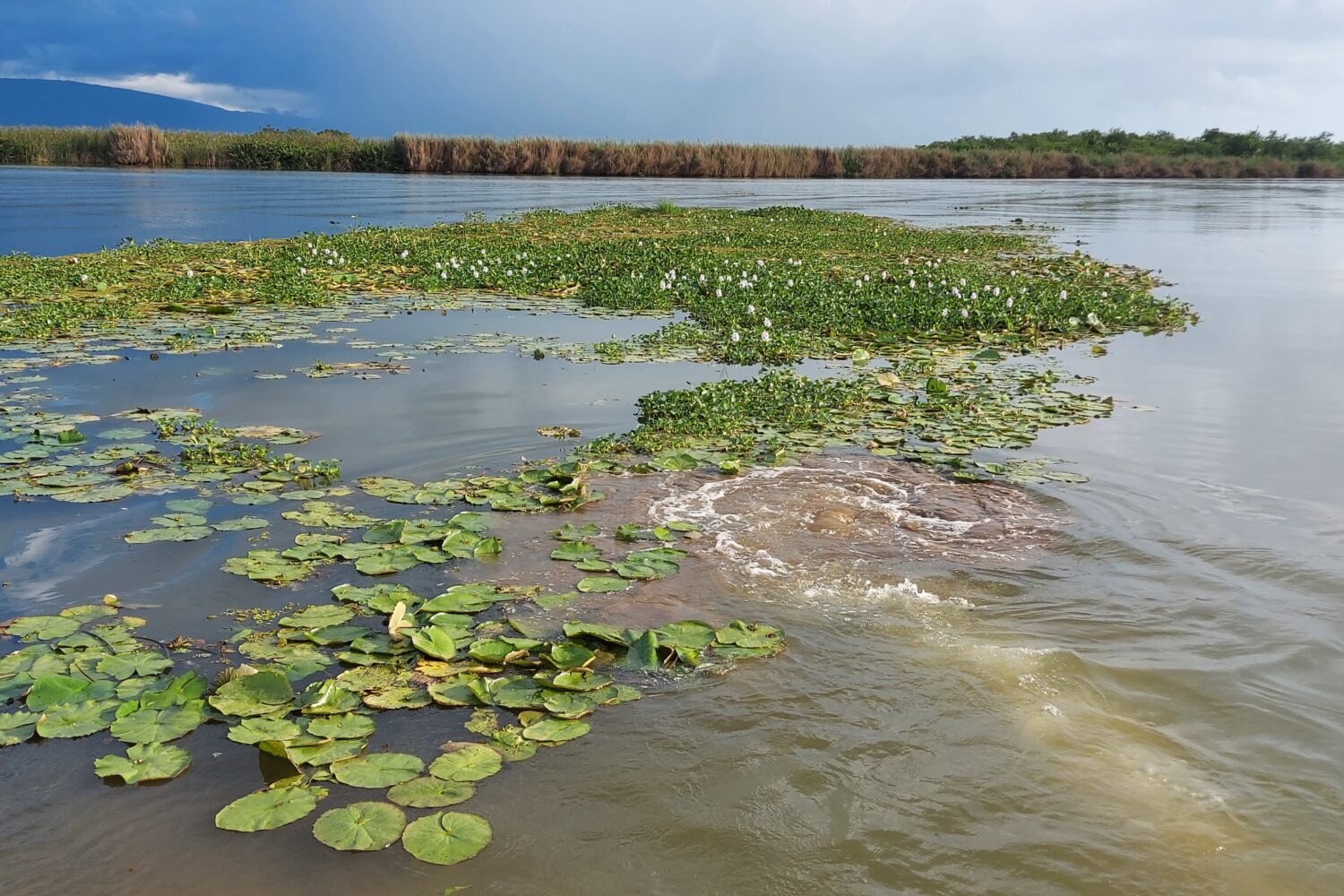 Wildlife and Water Plants on the Black River Open waters of Jamaica’s Black River with floating water plants, birds perched on them, and mangroves lining the banks.