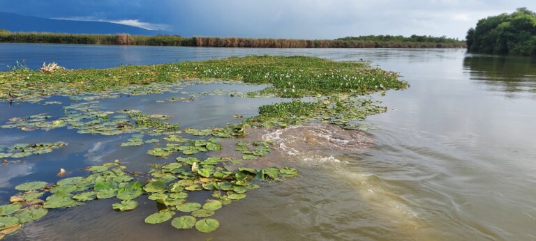 Open waters of Jamaica’s Black River with floating water plants, birds perched on them, and mangroves lining the banks.