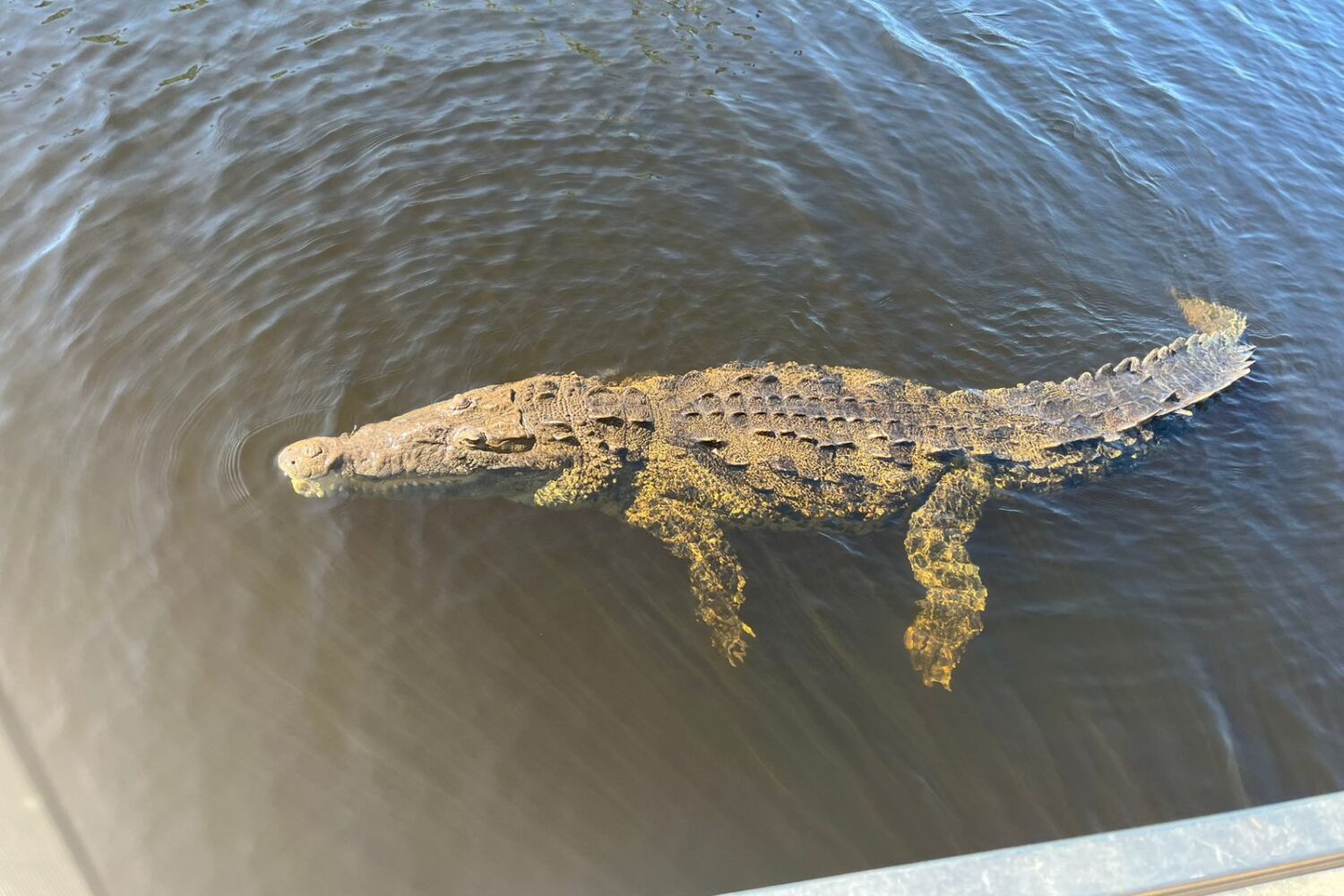 A crocodile swims through the calm waters of Jamaica’s Black River during the safari tour.