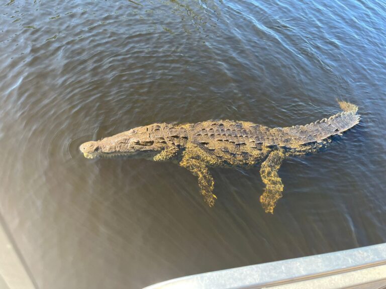 A crocodile swims through the calm waters of Jamaica’s Black River during the safari tour.