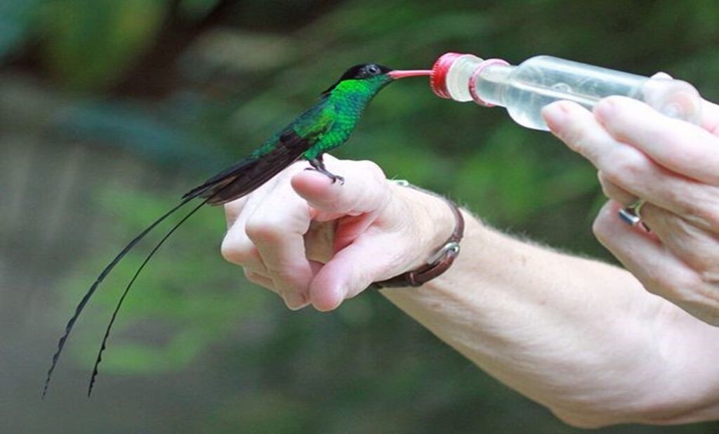 A hummingbird perches on a visitor’s finger, drinking from a small bottle at Rocklands Bird Sanctuary in Jamaica.