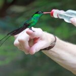 A hummingbird perches on a visitor’s finger, drinking from a small bottle at Rocklands Bird Sanctuary in Jamaica.