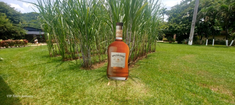 A giant Appleton Estate rum bottle displayed on the lawn with sugarcane growing behind it