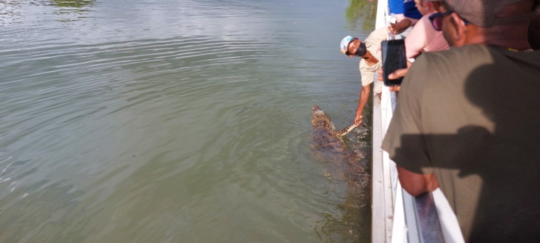 Tour boat on the Black River Safari with captain bending down holding a crocodile leg while visitors watch